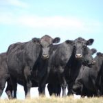 Cattle in a row staring at camera
