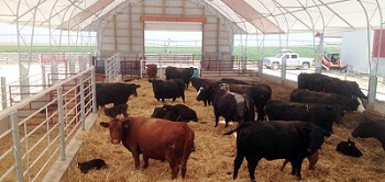 cattle building, Beef Facilities Conference