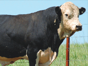 cow profile image
