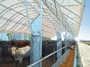 cattle in open side fabric building