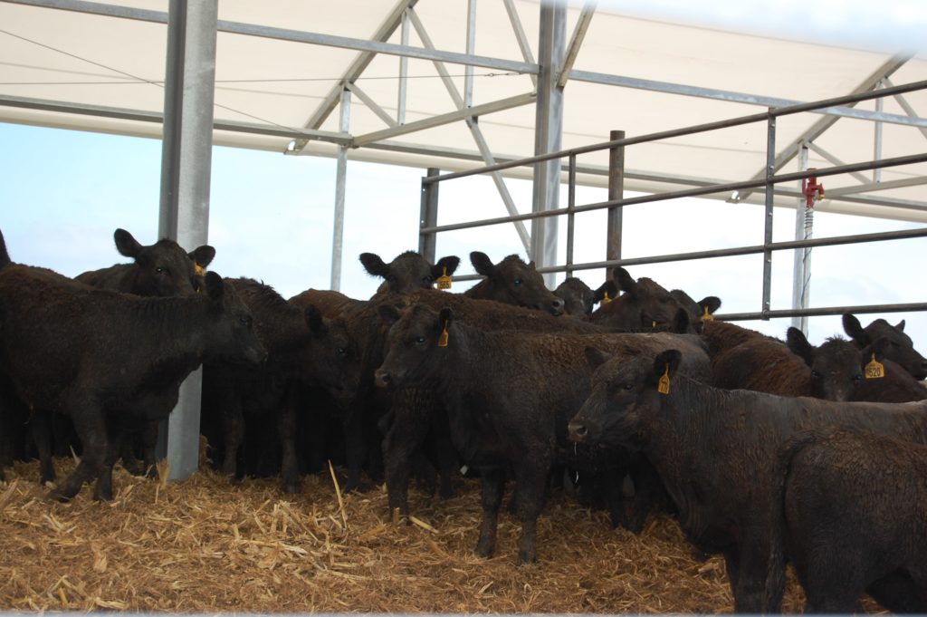 Livestock benefiting from proper livestock Waste Storage