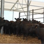 Livestock benefiting from proper livestock Waste Storage