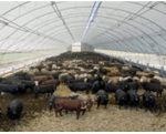 cattle barns from accu-steel thumbnail