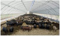 cattle barns from accu-steel