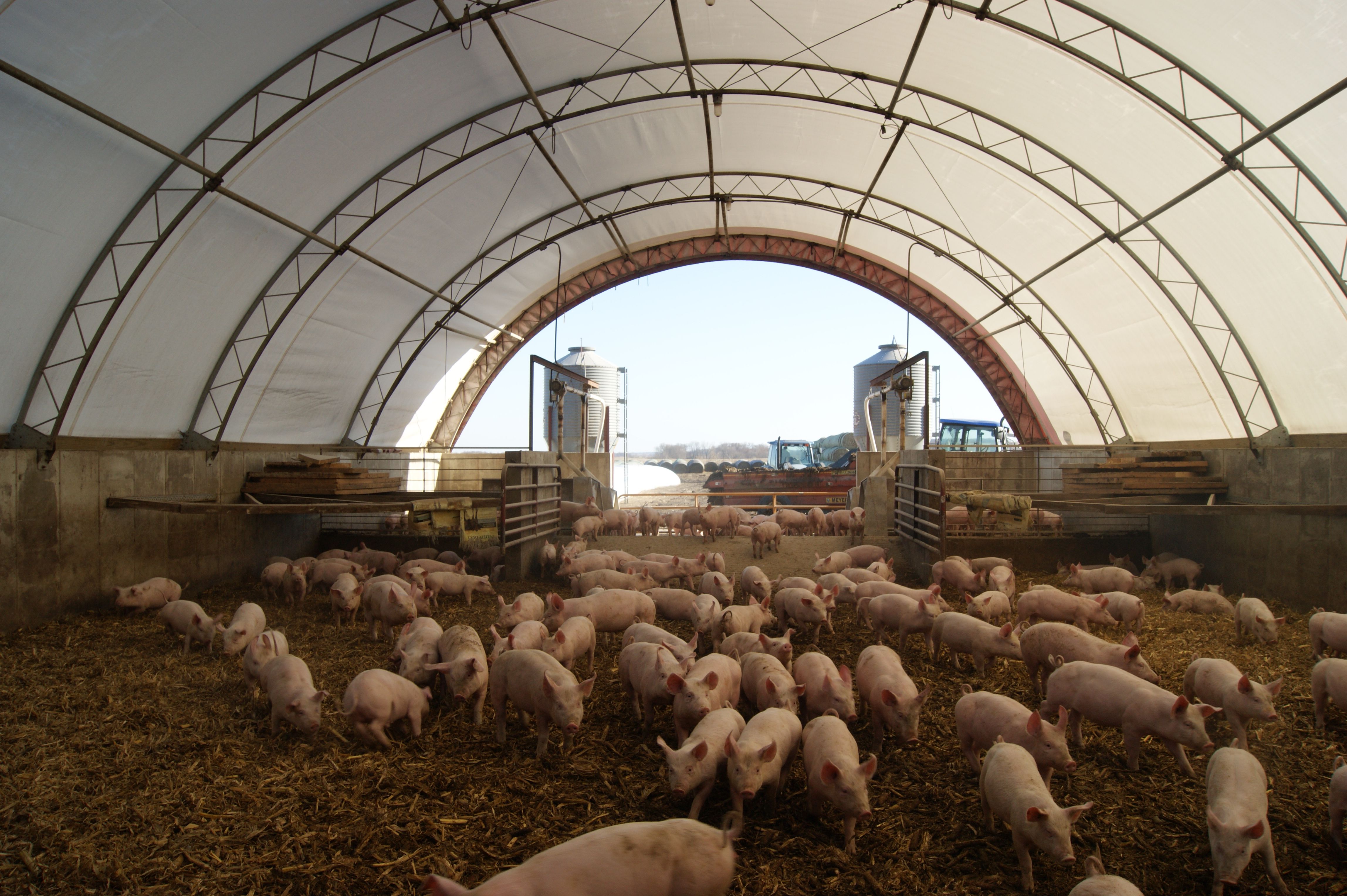 Pigs inside an Accu-Steel pig building