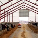 Dairy cows inside a fabric-covered building with the door open